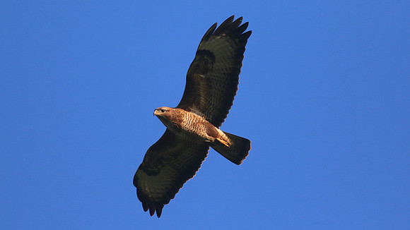 Buzzard, Tockington, June 2015