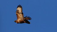Buzzard, Tockington, June 2015