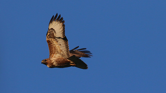 Buzzard, Tockington, June 2015
