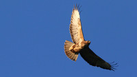 Buzzard, Tockington, June 2015