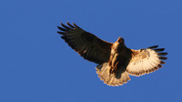 Buzzard, Tockington, June 2015