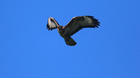 Buzzard, Tockington, June 2015