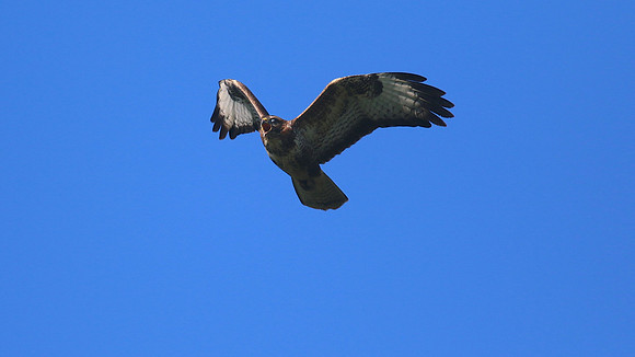 Buzzard, Tockington, June 2015