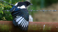 Magpie (Juvenile) Tockington, June 2015