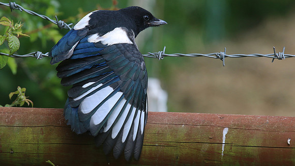 Magpie (Juvenile) Tockington, June 2015