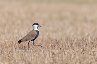 Spur Winged Lapwing, Larnaca Sewage Works, Cyprus, April, June 2025