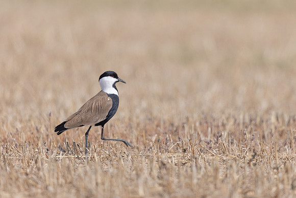 Spur Winged Lapwing, Larnaca Sewage Works, Cyprus, April, June 2025