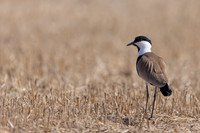 Spur-winged Lapwing