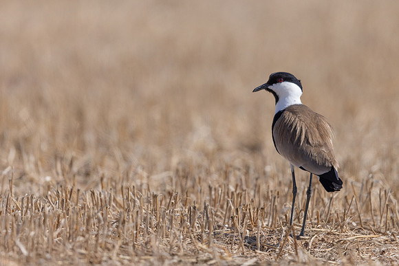 Spur Winged Lapwing, Larnaca Sewage Works, Cyprus, April, June 2025