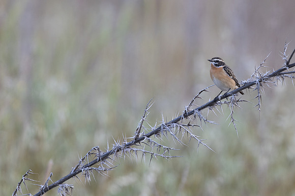 Whinchat, Anarita Park,  Cyprus, April, June 2025