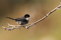 Sardinian Warbler