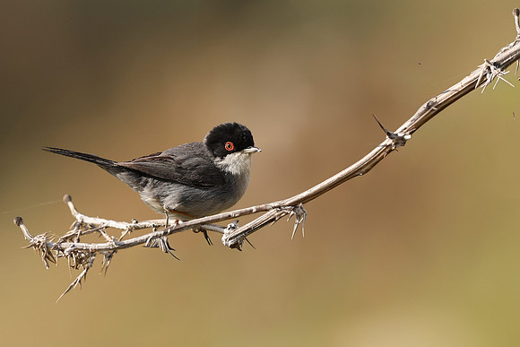 Sardinian Warbler, Anarita Park,, Cyprus, April, June 2025