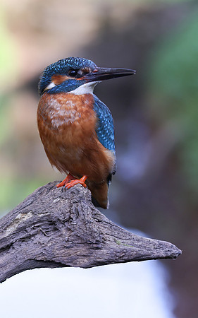 Kingfisher, Rockhampton, April 2025