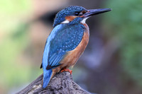 Kingfisher, Rockhampton, April 2025
