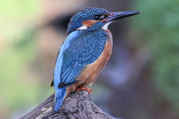 Kingfisher, Rockhampton, April 2025