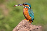 Kingfisher