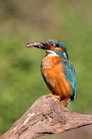 Kingfisher, Rockhampton, April 2025