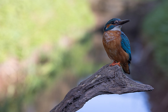 Kingfisher, Rockhampton, April 2025