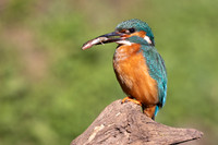 Kingfisher, Rockhampton, April 2025