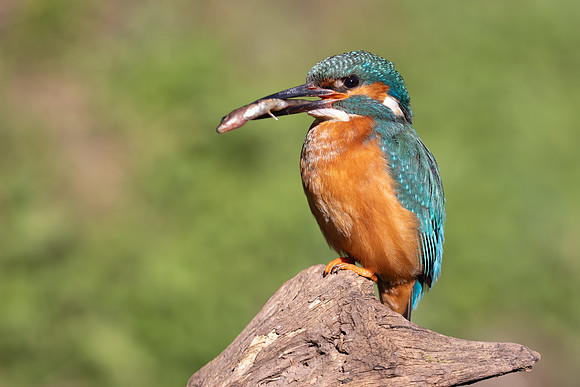 Kingfisher, Rockhampton, April 2025
