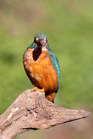 Kingfisher, Rockhampton, April 2025