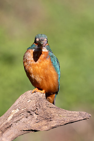 Kingfisher, Rockhampton, April 2025