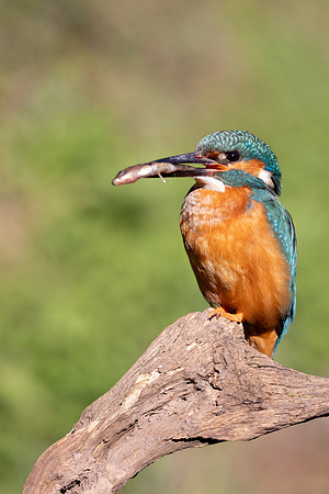 Kingfisher, Rockhampton, April 2025