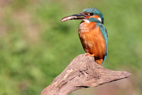 Kingfisher