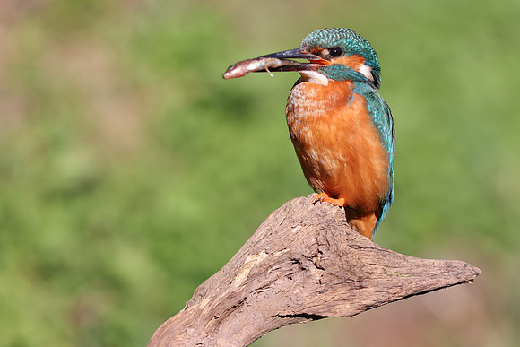 Kingfisher, Rockhampton, April 2025