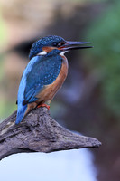 Kingfisher, Rockhampton, April 2025