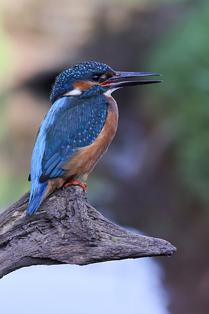 Kingfisher, Rockhampton, April 2025
