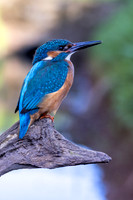 Kingfisher, Rockhampton, April 2025