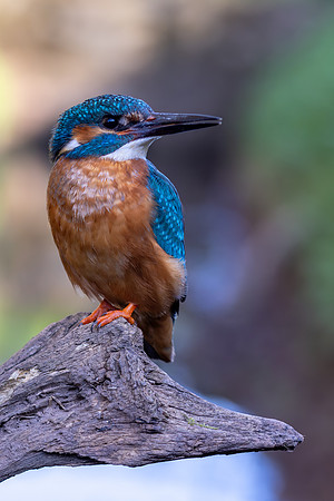 Kingfisher, Rockhampton, April 2025