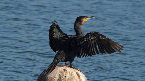 Cormorant Farmoor Reservoir, October 2014