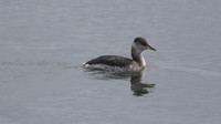 Red-necked Grebe, Farmoor Reservoir, October 2014