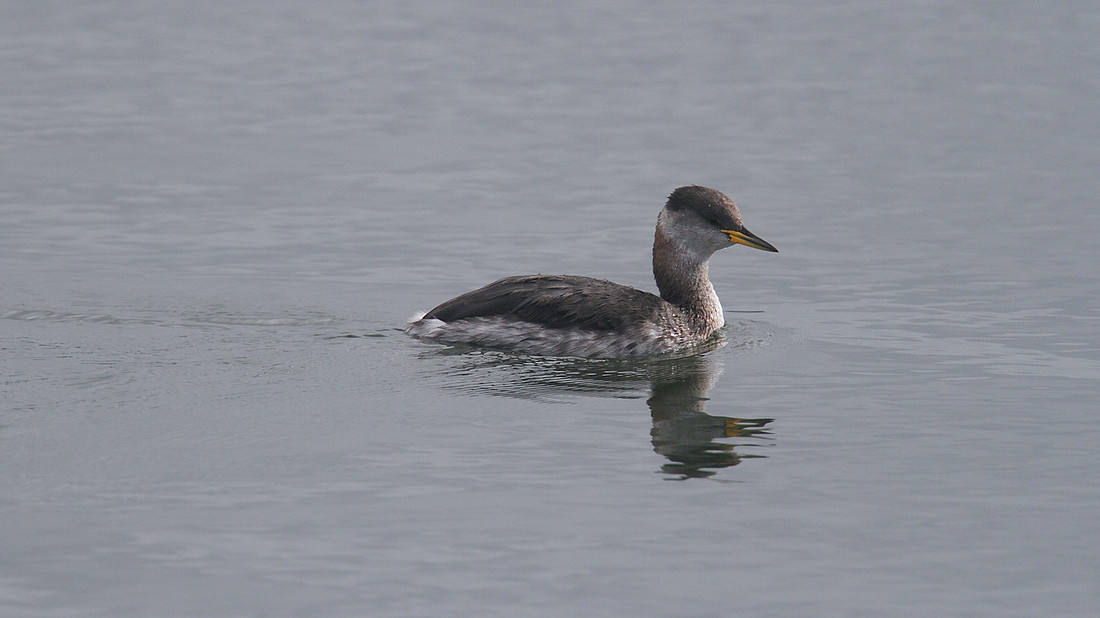 Red-necked Grebe, Farmoor Reservoir, October 2014