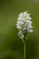 Common Spotted-orchid Orchid, Rudge Hill, June 2024