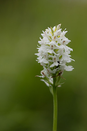 Common Spotted-orchid Orchid, Rudge Hill, June 2024