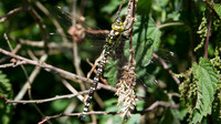 Southern Hawker, Ham Wall 2013