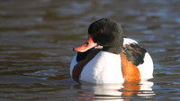 Shelduck, Slimbridge, January 2015