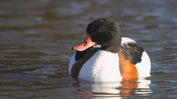 Shelduck, Slimbridge, January 2015