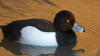 Tufted Duck, Slimbridge, January 2015
