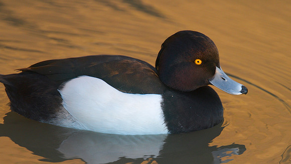 Tufted Duck, Slimbridge, January 2015