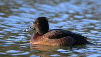 Tufted Duck (female), Cannop Pond, January 2016