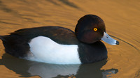 Tufted Duck, Slimbridge, January 2015