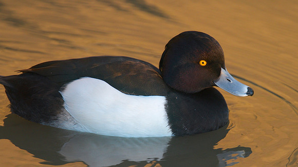 Tufted Duck, Slimbridge, January 2015