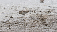 Temmincks Stint, Upton Warren, September 2014