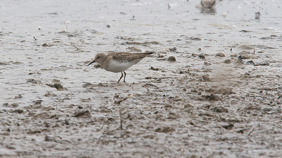 Temmincks Stint, Upton Warren, September 2014