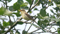 Melodious Warbler, Marsh Lane Nature Reserve, June 2015