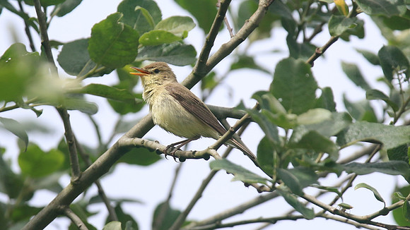 Melodious Warbler, Marsh Lane Nature Reserve, June 2015